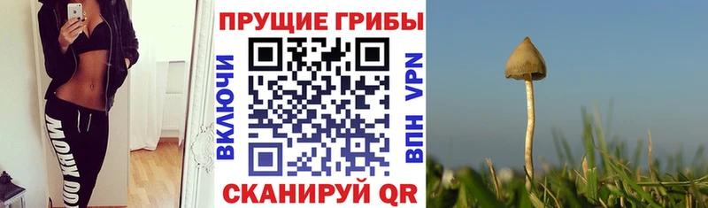 где купить Калачинск Галлюциногенные грибы ЛСД